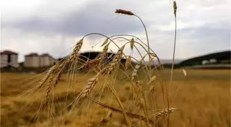 Kavılca Buğdayında Hasat Dönemi Başladı