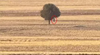 Boş arazide korkunç manzara! Ağaca asılı halde ölü bulundu