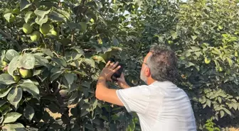 Adana'da Cennet Hurması Üreticilerine Akdeniz Meyve Sineği Uyarısı