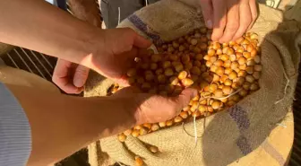 Giresun'da Fındık Fiyatları Düşük, Üreticilere Uyarılar!