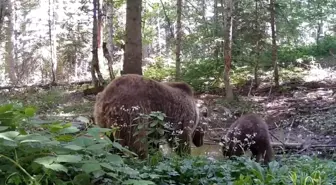 Kastamonu'da Anne Ayı ve Yavrusunun Su İçme Anları Fotokapana Yansıdı