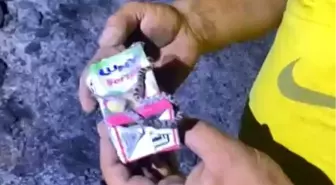 Kastamonu'da Orman Yangınında Yavru Yılan Kurtarıldı