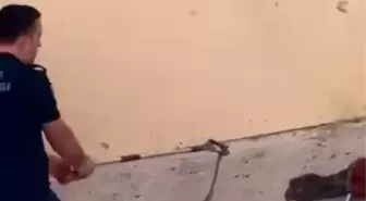 İnegöl'de Yılan Panik Yarattı
