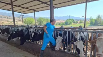 Aydın'da 27 Mahalle Şap Hastalığı Nedeniyle Karantinaya Alındı
