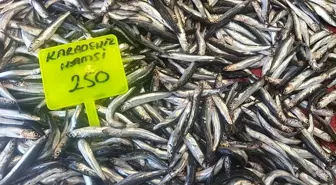 Muğla'da Hamsi Sezonu Açıldı: İlk Hamsiler 250 TL'den Satışta