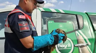 Muş'ta Yaralı Kartal Tedavi Altına Alındı