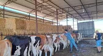 Aydın'da Şap Hastalığı Nedeniyle 14 Mahalle Karantinaya Alındı