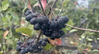 Yalova'da Aronya Hasat Şenliği Başladı