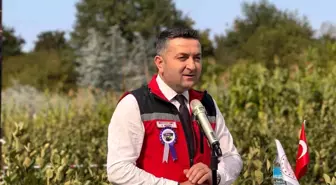Yalova'da Aronya Hasat Etkinliği Başladı, 250 Ton Rekolte Bekleniyor