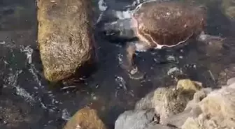 Çanakkale'de Caretta Caretta Deniz Kaplumbağası Ölüsü Bulundu