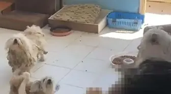 İzinsiz Köpek Bakımından 830 Bin TL Ceza
