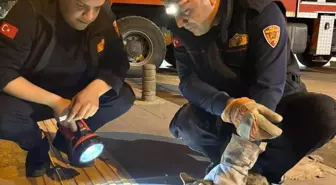 Kilis'te Ağaçta Mahsur Kalan Kedi İtfaiye Ekipleri Tarafından Kurtarıldı