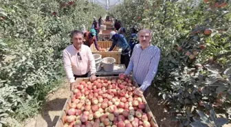 Karaman'da Elma Rekoltesi Don Nedeniyle Dramatik Şekilde Düştü
