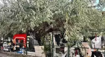 Sincan'da Çöplük Ev Sorunu: Mahalleli Rahatsız