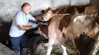 Bayburt'ta Şap Aşılama Kampanyası Tamamlandı