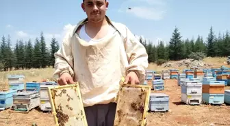Bilgisayar Programcısından Arıcılığa Geçiş: İbrahim Kızıl'ın Hikayesi