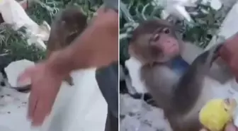 Çobanın tokat attığı maymun koruma altına alındı