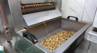 Fındık Üreticileri Kuraklık ve Zararlılarla Mücadele Ediyor