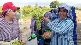 Manisa'da 5.5 Kilogramlık Dev Üzüm Salkımı Hasatta Bulundu