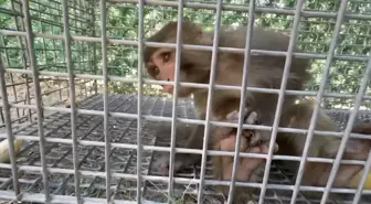 Şiddete Maruz Kalan Maymun Tarsus Doğa Parkı'na Gönderiliyor