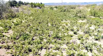 Şarköy'de Kuraklık Üzüm Rekoltesini Yüzde 70 Düşürdü
