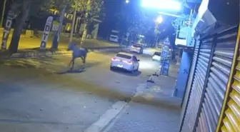 Ceyhan'da Koşan Başıboş At, Otomobile Çarptı