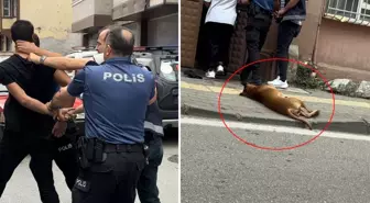İhbara gelen ekiplerin üzerine pitbull köpeğini saldı
