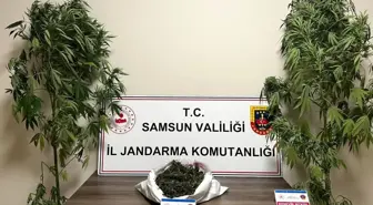 Samsun'da Uyuşturucu Operasyonu: 3 Kilo Esrar ve 2 Kök Kenevir Ele Geçirildi
