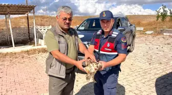 Çorum'da Yarıyalan Şahin Jandarma Tarafından Kurtarıldı