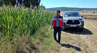 Kütahya'da Silajlık Mısır Kontrolleri Yapıldı