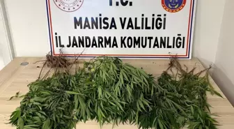 Manisa'da Yasa Dışı Kenevir Ekimi Operasyonu: 1 Tutuklama