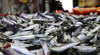 Uşak'ta Yeni Balık Sezonu Heyecanı