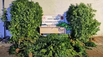 Düzce'de Uyuşturucu Operasyonunda 44 Gözaltı, 6 Tutuklama