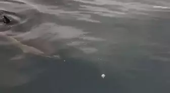 Bartın'da Balıkçının Yunusa Beslediği Anlar