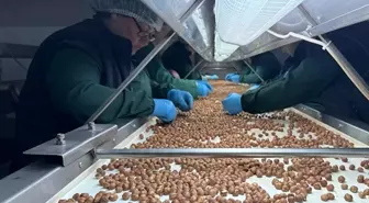 124 ülke fındık için sıraya girdi! Türkiye'ye para yağdırdılar