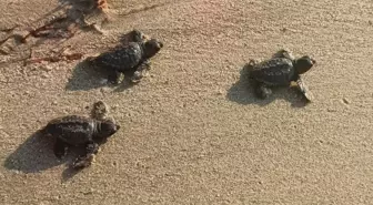 Ege Kıyılarında Caretta Caretta Yavruları Denize Ulaşıyor