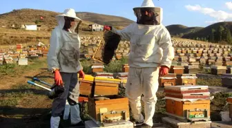 Bayburt'ta Arıcılar Bal Sağımına Devam Ediyor