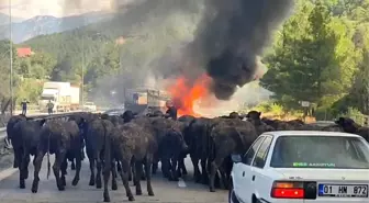 Adana'da Hayvan Yüklü Tırda Yangın Çıktı
