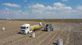 Yerli Patates Tohumu Üretiminde Yeni Adım