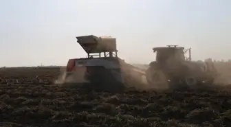 Hasat başladı, kilosu 60 liradan satılıyor