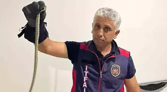 Hatay'da Sıcak Hava Yılanları Evlere Sokağa Çıkardı