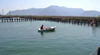 DALKO'nun Havuzlarındaki Balıkların Telefi İddiası