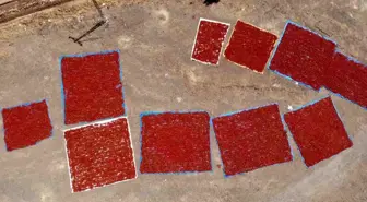 Kahramanmaraş'ta Maraş Biberi Hasat Dönemi Başladı