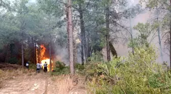 Osmaniye Sumbas'ta Orman Yangını Çıktı