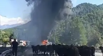 Adana'da Otoyolda Yanan TIR'daki Hayvanlar Tahliye Edildi