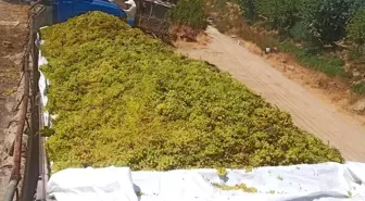 Sarıgöl'de Şaraplık Üzüm Alımları Devam Ediyor