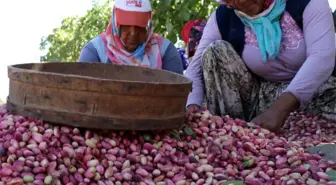 Gaziantep'te Antep Fıstığı Hasadı ve Rekoltede Büyük Düşüş