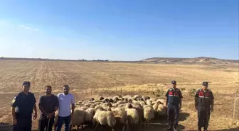 Batman'da Uykuya Dalan Çobanın Kayıp Koyunları Drone ile Bulundu