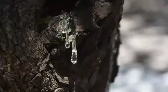 Çeşme'de sakız hasadı başladı