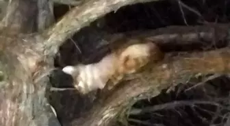 Konya'da Mahsur Kalan Kedi İtfaiye Tarafından Kurtarıldı